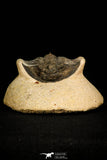 30311 - Top Quality 1.63 Inch Scabriscutellum sp Middle Devonian Trilobite