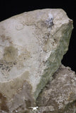 20395 -  Huge 5.59 Inch Choffaticeras sp (Ammonite) Upper Cretaceous Turonian stage