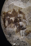20395 -  Huge 5.59 Inch Choffaticeras sp (Ammonite) Upper Cretaceous Turonian stage