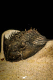30311 - Top Quality 1.63 Inch Scabriscutellum sp Middle Devonian Trilobite