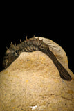 30311 - Top Quality 1.63 Inch Scabriscutellum sp Middle Devonian Trilobite