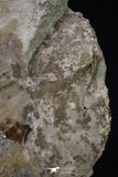 20395 -  Huge 5.59 Inch Choffaticeras sp (Ammonite) Upper Cretaceous Turonian stage
