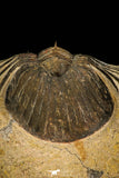 30311 - Top Quality 1.63 Inch Scabriscutellum sp Middle Devonian Trilobite
