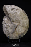 20395 -  Huge 5.59 Inch Choffaticeras sp (Ammonite) Upper Cretaceous Turonian stage