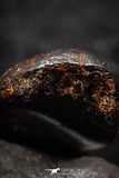 07451 - Taza (NWA 859) Iron Ungrouped Plessitic Octahedrite Meteorite 0.7g ORIENTED