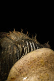 30311 - Top Quality 1.63 Inch Scabriscutellum sp Middle Devonian Trilobite