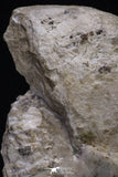 20395 -  Huge 5.59 Inch Choffaticeras sp (Ammonite) Upper Cretaceous Turonian stage