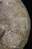 20395 -  Huge 5.59 Inch Choffaticeras sp (Ammonite) Upper Cretaceous Turonian stage
