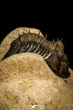 30311 - Top Quality 1.63 Inch Scabriscutellum sp Middle Devonian Trilobite