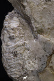 20395 -  Huge 5.59 Inch Choffaticeras sp (Ammonite) Upper Cretaceous Turonian stage