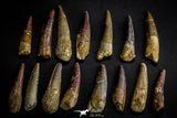 21633 - Great Collection of 15 Spinosaurus Dinosaur Teeth Cretaceous KemKem Beds