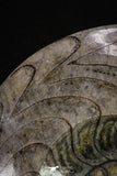20396 - Great Huge 5.51 Inch Polished Goniatites Devonian Cephalopod