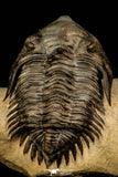 30312 - Well Prepared 1.78 Inch Metacanthina issoumourensis Lower Devonian Trilobite