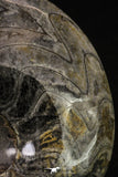 20396 - Great Huge 5.51 Inch Polished Goniatites Devonian Cephalopod