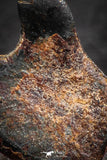 07453 - Taza (NWA 859) Iron Ungrouped Plessitic Octahedrite Meteorite 1.0g ORIENTED