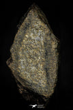 21467 - Unclassified Chondrite Meteorite 15.2g Polished Section