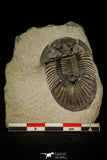 30313 - Top Quality 1.59 Inch Scabriscutellum sp Middle Devonian Trilobite