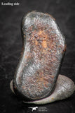 07454 - Taza (NWA 859) Iron Ungrouped Plessitic Octahedrite Meteorite 0.7g ORIENTED