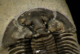 30313 - Top Quality 1.59 Inch Scabriscutellum sp Middle Devonian Trilobite