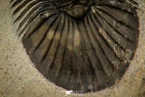 30313 - Top Quality 1.59 Inch Scabriscutellum sp Middle Devonian Trilobite