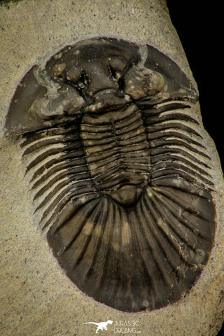 30313 - Top Quality 1.59 Inch Scabriscutellum sp Middle Devonian Trilobite