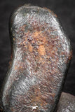 07454 - Taza (NWA 859) Iron Ungrouped Plessitic Octahedrite Meteorite 0.7g ORIENTED