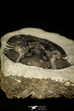 30313 - Top Quality 1.59 Inch Scabriscutellum sp Middle Devonian Trilobite