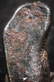 07454 - Taza (NWA 859) Iron Ungrouped Plessitic Octahedrite Meteorite 0.7g ORIENTED