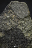 21468 - Top Rare NWA Carbonaceous Chondrite CM2 2.7g Polished Section