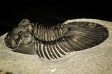30313 - Top Quality 1.59 Inch Scabriscutellum sp Middle Devonian Trilobite