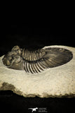 30313 - Top Quality 1.59 Inch Scabriscutellum sp Middle Devonian Trilobite