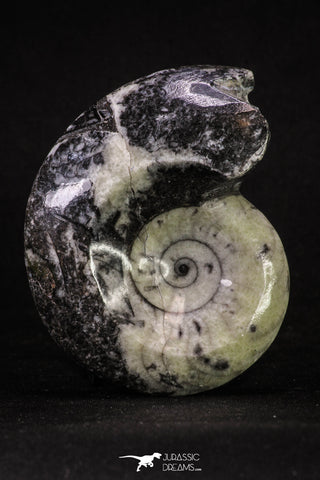 20399 - Great Huge 3.11 Inch Polished Goniatites Devonian Cephalopod