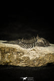 30313 - Top Quality 1.59 Inch Scabriscutellum sp Middle Devonian Trilobite
