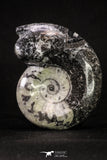 20399 - Great Huge 3.11 Inch Polished Goniatites Devonian Cephalopod