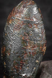 07455 - Taza (NWA 859) Iron Ungrouped Plessitic Octahedrite Meteorite 0.8g ORIENTED