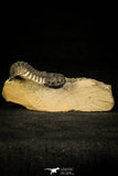 30314 - Beautiful 1.68 Inch Crotalocephalina (Crotalocephalus) gibbus Lower Devonian Trilobite