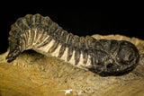 30314 - Beautiful 1.68 Inch Crotalocephalina (Crotalocephalus) gibbus Lower Devonian Trilobite
