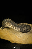 30314 - Beautiful 1.68 Inch Crotalocephalina (Crotalocephalus) gibbus Lower Devonian Trilobite