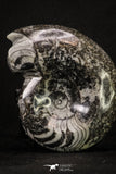20400 - Great Huge 1.83 Inch Polished Goniatites Devonian Cephalopod