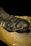 30314 - Beautiful 1.68 Inch Crotalocephalina (Crotalocephalus) gibbus Lower Devonian Trilobite