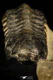 30314 - Beautiful 1.68 Inch Crotalocephalina (Crotalocephalus) gibbus Lower Devonian Trilobite