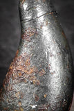 07456 - Taza (NWA 859) Iron Ungrouped Plessitic Octahedrite Meteorite 0.9g ORIENTED