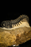 30314 - Beautiful 1.68 Inch Crotalocephalina (Crotalocephalus) gibbus Lower Devonian Trilobite
