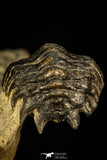 30314 - Beautiful 1.68 Inch Crotalocephalina (Crotalocephalus) gibbus Lower Devonian Trilobite