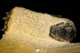 30314 - Beautiful 1.68 Inch Crotalocephalina (Crotalocephalus) gibbus Lower Devonian Trilobite