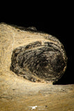 30314 - Beautiful 1.68 Inch Crotalocephalina (Crotalocephalus) gibbus Lower Devonian Trilobite