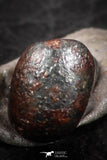 07456 - Taza (NWA 859) Iron Ungrouped Plessitic Octahedrite Meteorite 0.9g ORIENTED