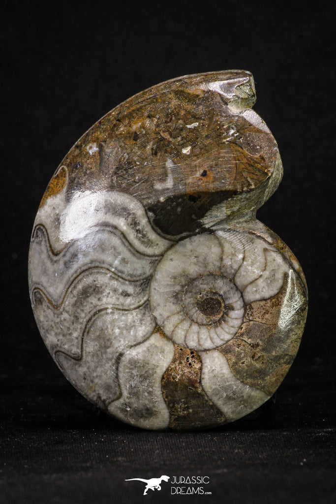 20401 - Great Huge 2.91 Inch Polished Goniatites Devonian Cephalopod