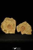 30485 - Beautiful 1.44 Inch Asaphellus fezouatensis Positive/Negative Lower Ordovician Trilobite Fezouata Fm