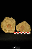 30485 - Beautiful 1.44 Inch Asaphellus fezouatensis Positive/Negative Lower Ordovician Trilobite Fezouata Fm